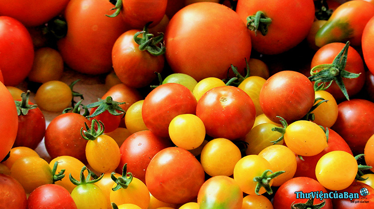Cà chua có lợi cho người huyết áp cao